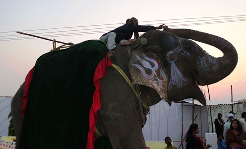 dsci2334_elefant_und_sein_mahut_495x300