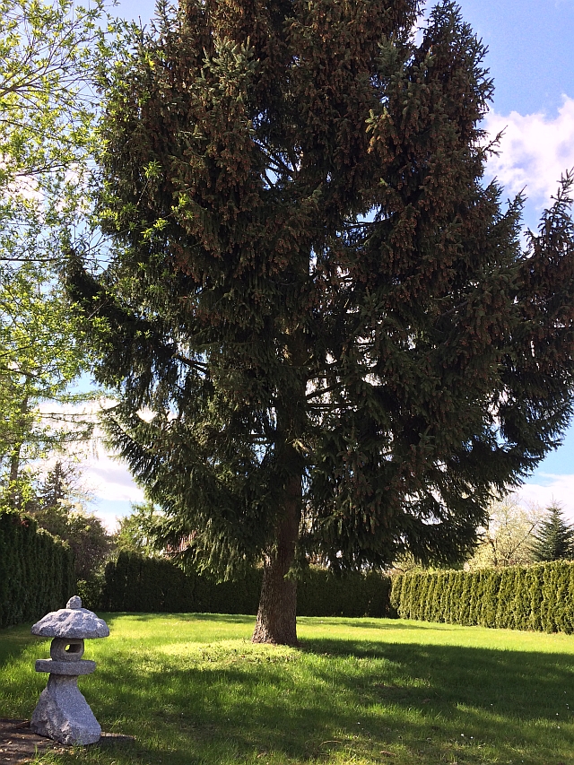 Rotfichte Naturheilpraxis Saskia John Teltow