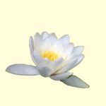 Dunkelheit als transformatives Kraftfeld, Seerose