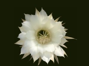 Blüte, Achtsamkeitstraining im Dunkelretreat, Saskia John