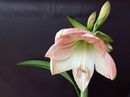 Trauma Entstehung und Traumaheilung - Interview Saskia John Teil 1