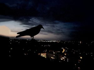 Krähe; So sieht der Dunkelraum im Dunkelretreat aus - Dunkelretreat Deutschland, Österreich, Schweiz, Saskia John