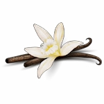 Lotusblüte, Geistige Geburt im Dunkelretreat, Saskia John