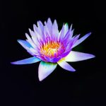 Lotusblüte-blau, Dunkelretreat Rückmeldungen Lotusblüte, Dunkelretreat Erfahrungen Rückmeldung