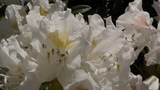 Bewusstseinserfahrung durch Dunkelretreat